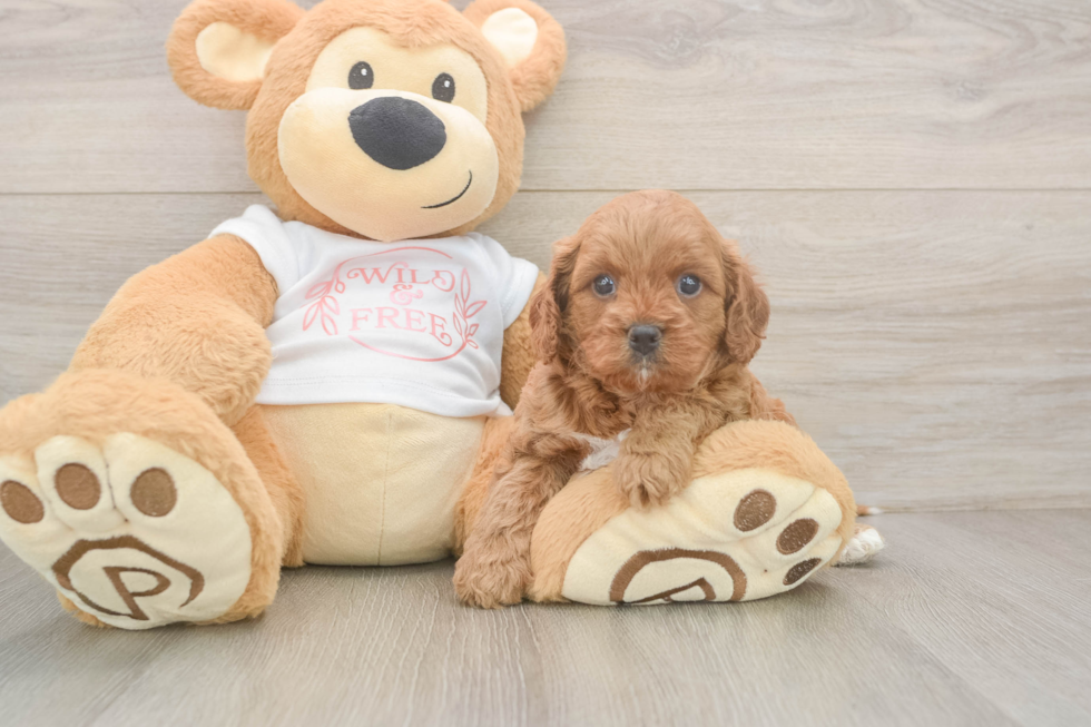 Petite Cavapoo Poodle Mix Pup
