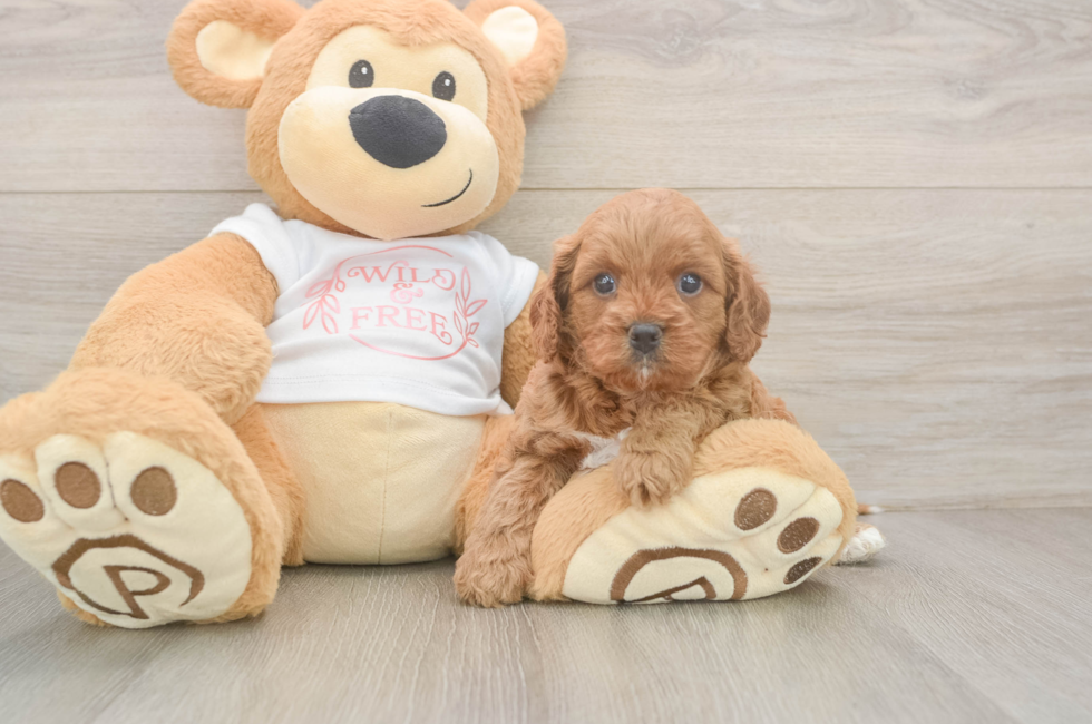 5 week old Cavapoo Puppy For Sale - Premier Pups