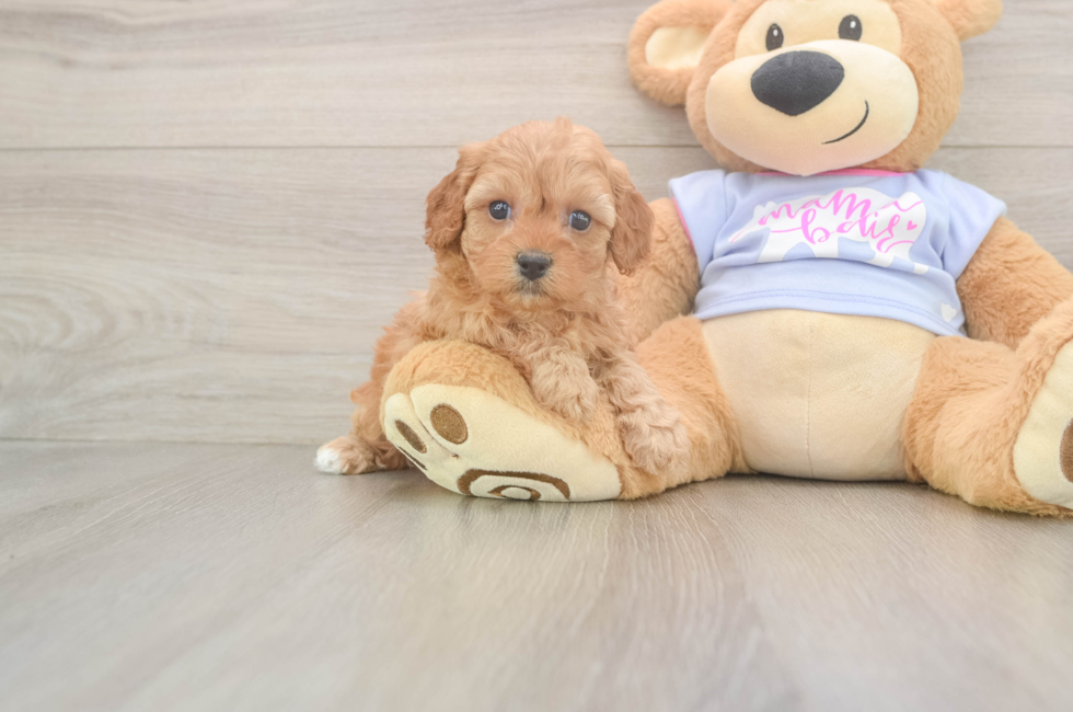 5 week old Cavapoo Puppy For Sale - Premier Pups