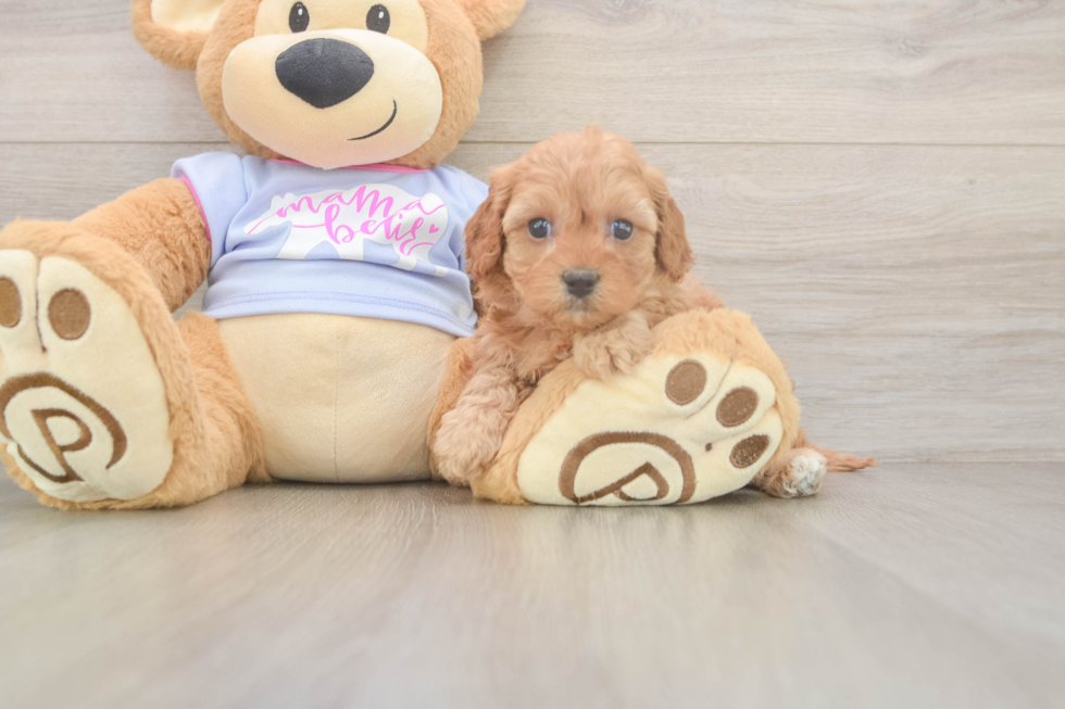 Happy Cavapoo Baby
