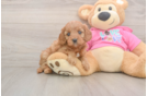 Cavapoo Pup Being Cute