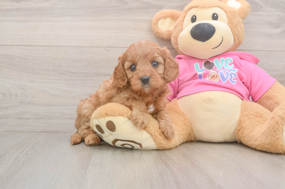 Cavapoo Pup Being Cute