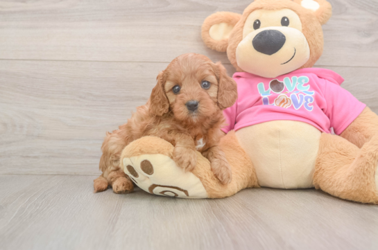 Cavapoo Pup Being Cute