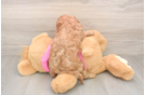 Cavapoo Puppy for Adoption