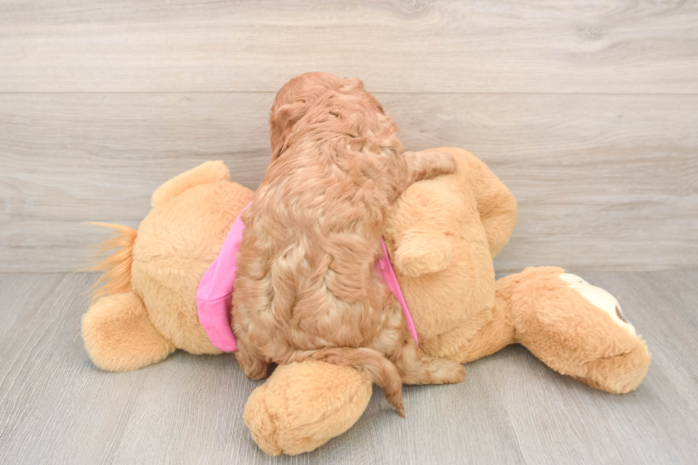 Cavapoo Puppy for Adoption