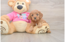 Playful Cavapoodle Poodle Mix Puppy
