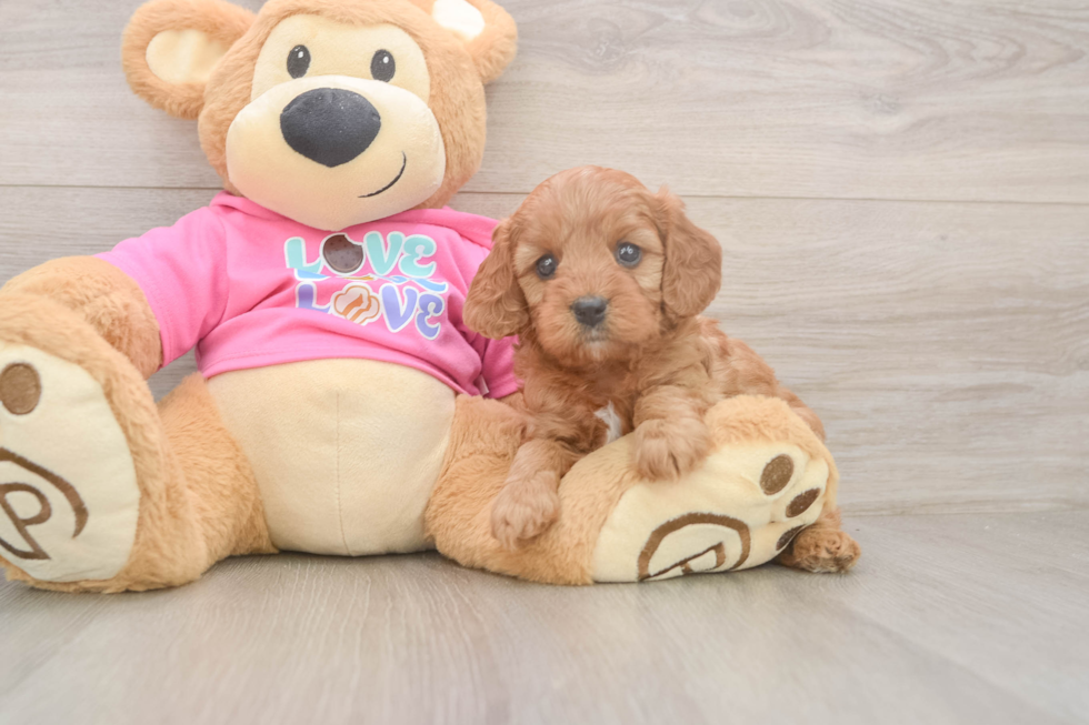Playful Cavapoodle Poodle Mix Puppy