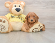8 week old Cavapoo Puppy For Sale - Premier Pups