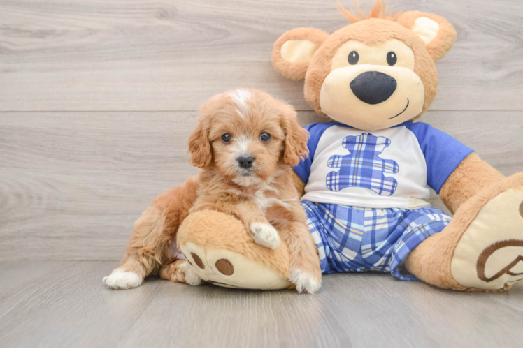 Cavapoo Puppy for Adoption