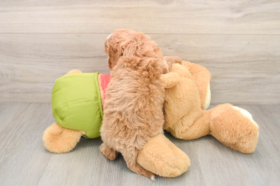 Cavapoo Pup Being Cute