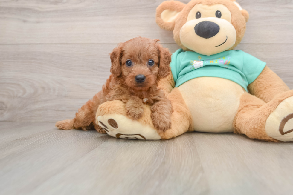 Little Cavipoo Poodle Mix Puppy