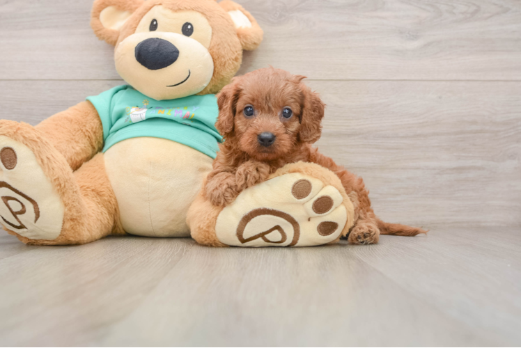 Cavapoo Pup Being Cute
