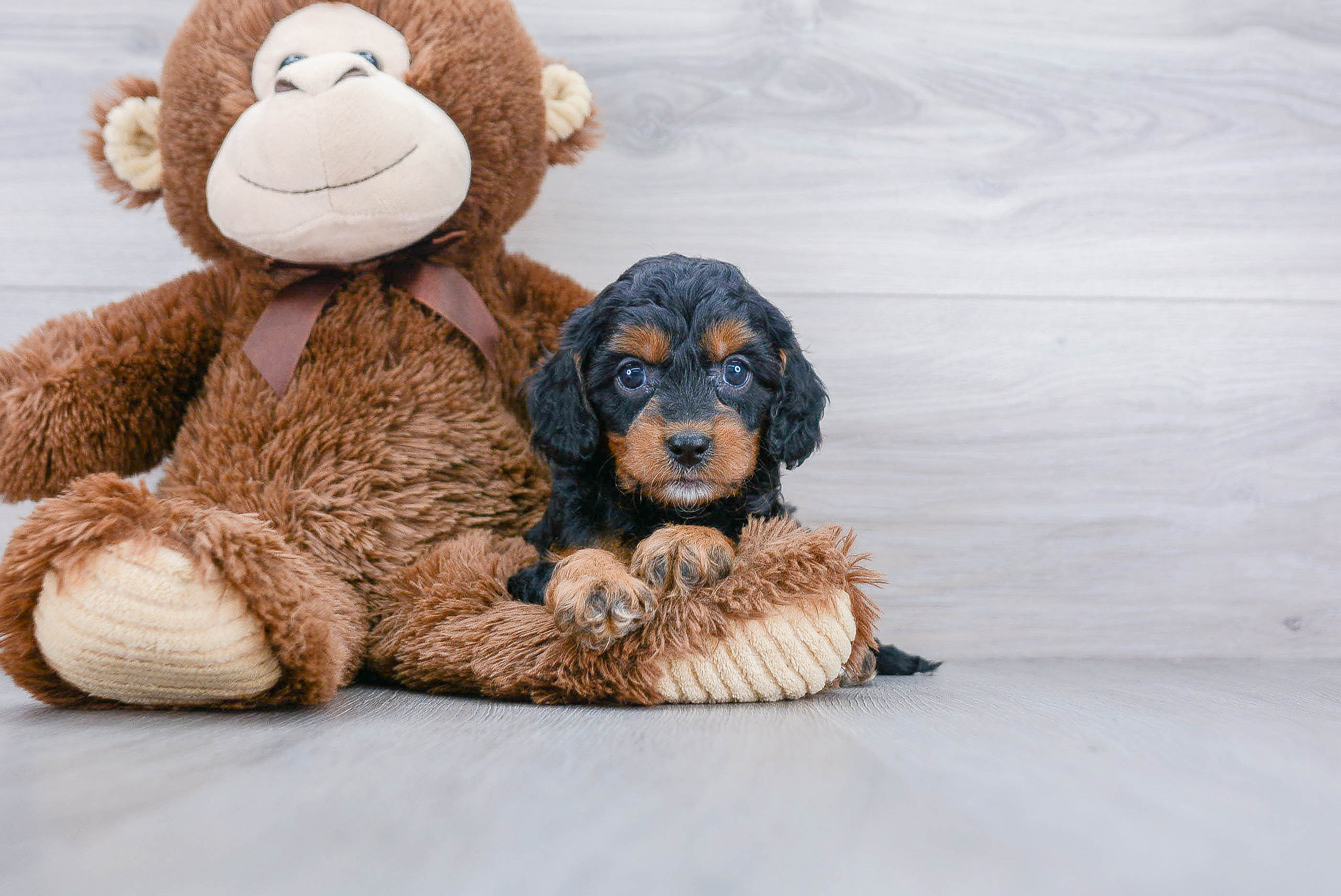 Smart Cavapoo Poodle Mix Pup