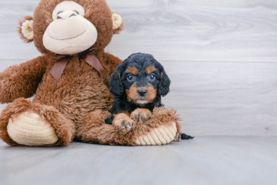 Smart Cavapoo Poodle Mix Pup