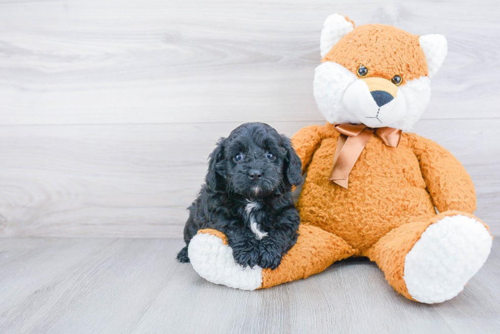 Little Cavoodle Poodle Mix Puppy