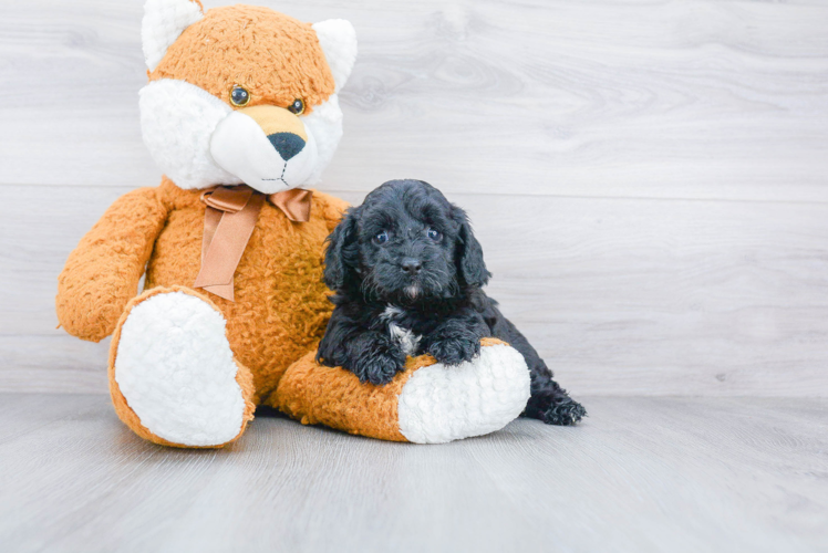 Cavapoo Pup Being Cute