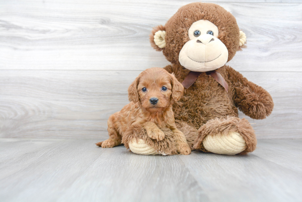 Best Cavapoo Baby