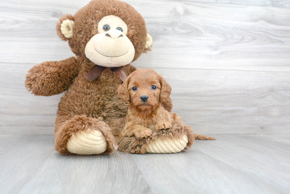 Best Cavapoo Baby