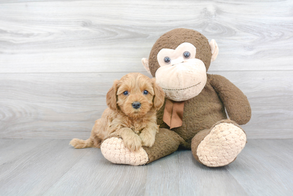 Adorable Cavoodle Poodle Mix Puppy