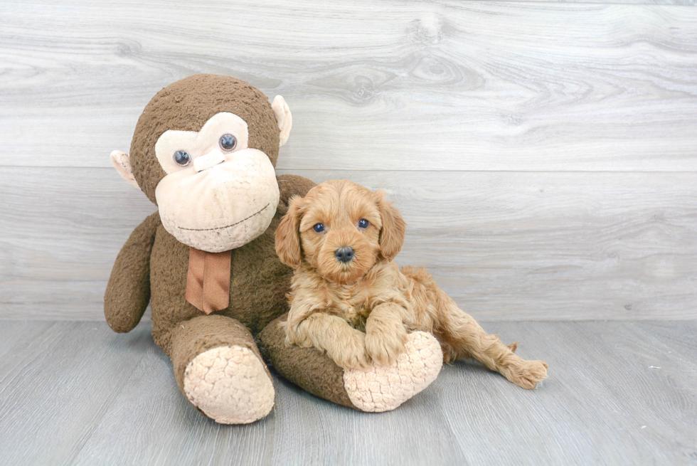 Best Cavapoo Baby