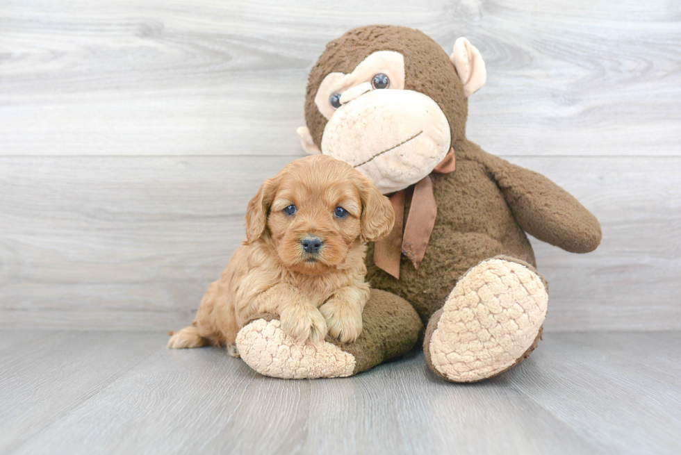 Popular Cavapoo Poodle Mix Pup