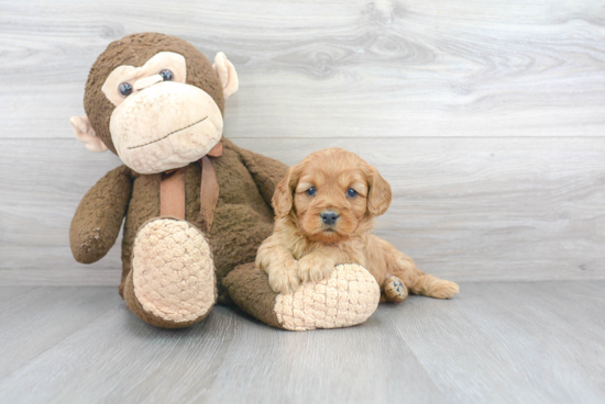 Best Cavapoo Baby