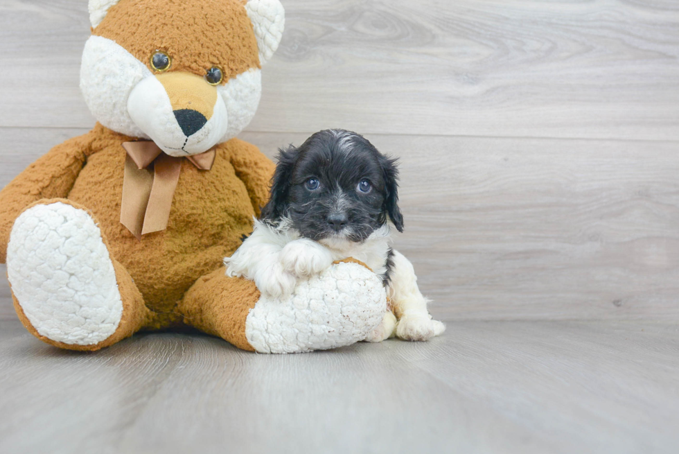 Smart Cavapoo Poodle Mix Pup