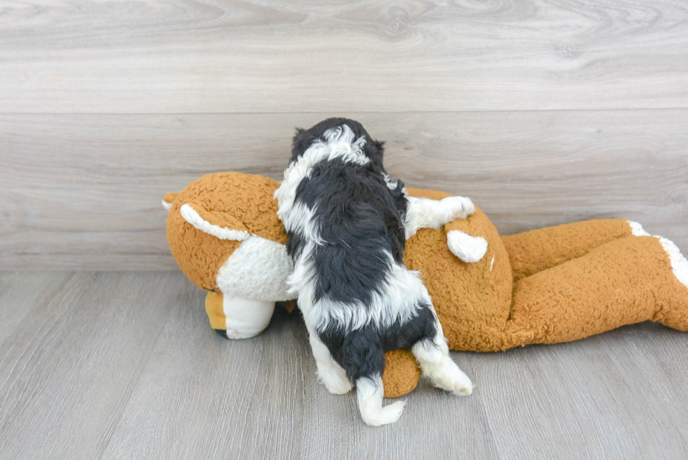 Cavapoo Puppy for Adoption