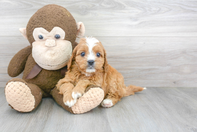 Cavapoo Pup Being Cute