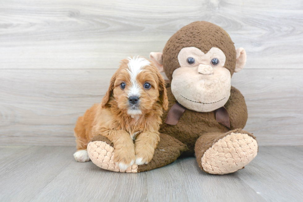 Sweet Cavapoo Baby