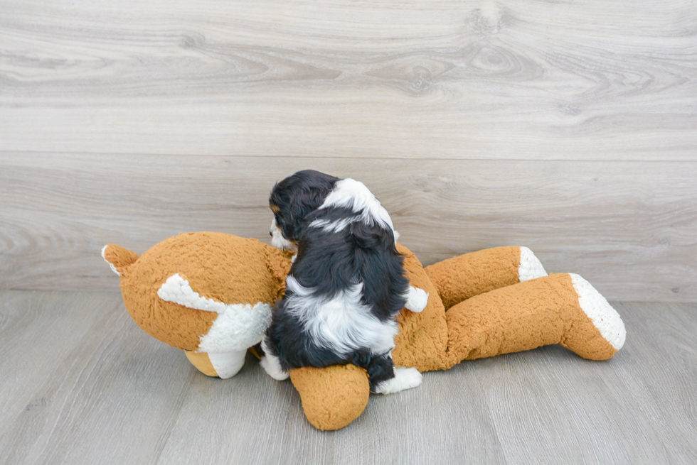 Cavapoo Puppy for Adoption