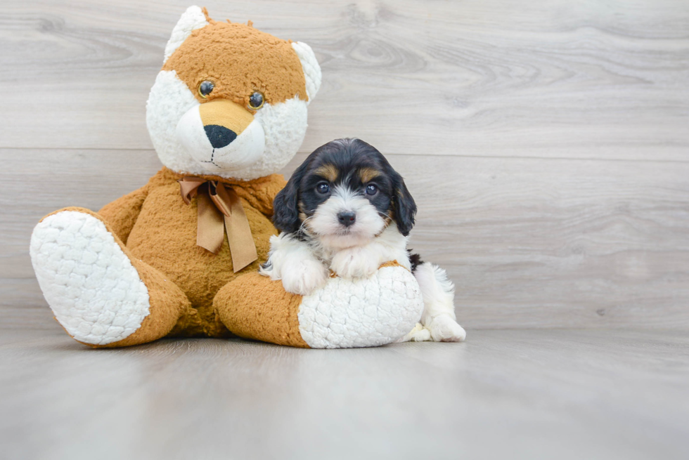 Funny Cavapoo Poodle Mix Pup