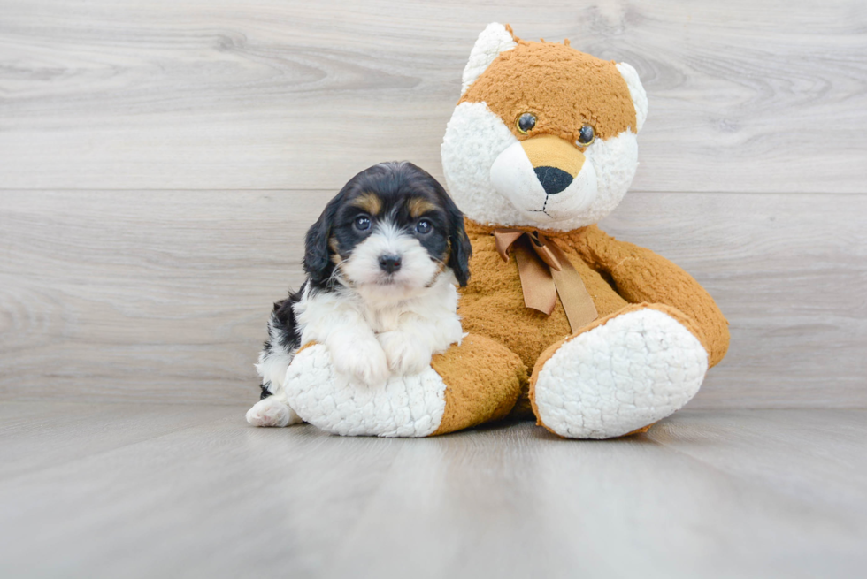 Cavapoo Puppy for Adoption