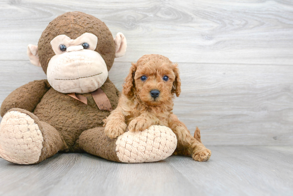 Cavapoo Pup Being Cute