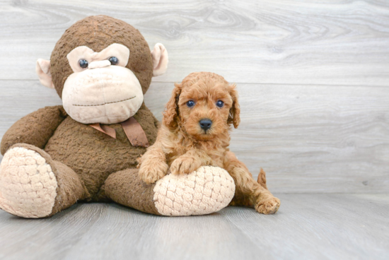 Cavapoo Pup Being Cute