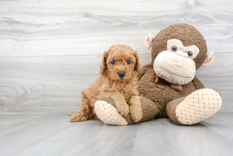 Best Cavapoo Baby