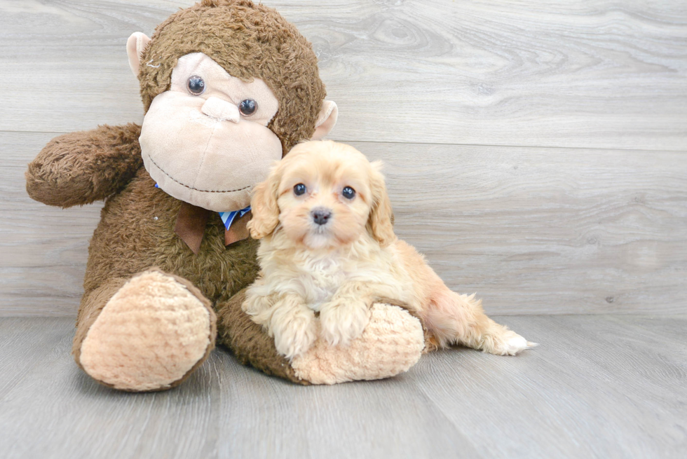 Cavapoo Pup Being Cute