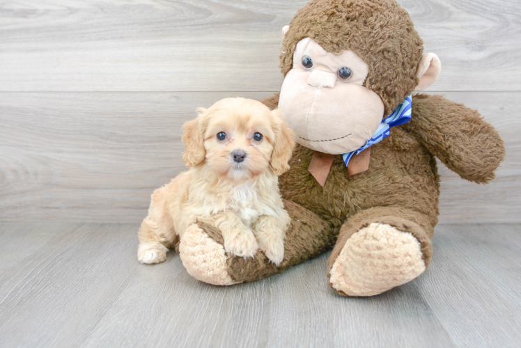 Cavapoo Pup Being Cute