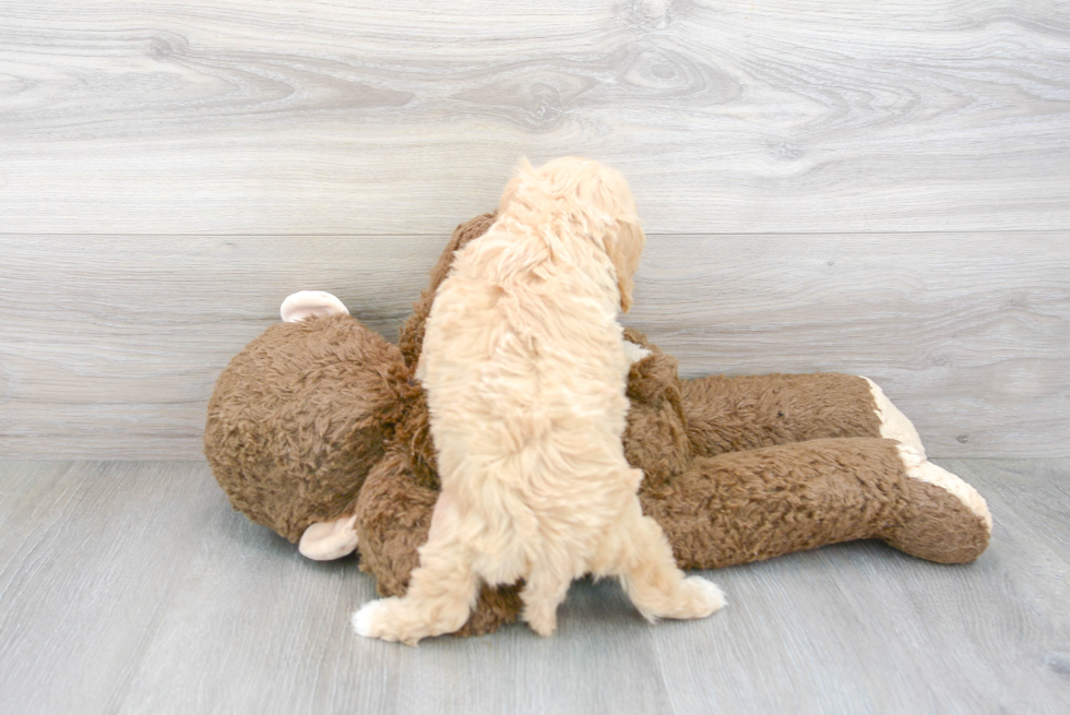 Adorable Cavoodle Poodle Mix Puppy