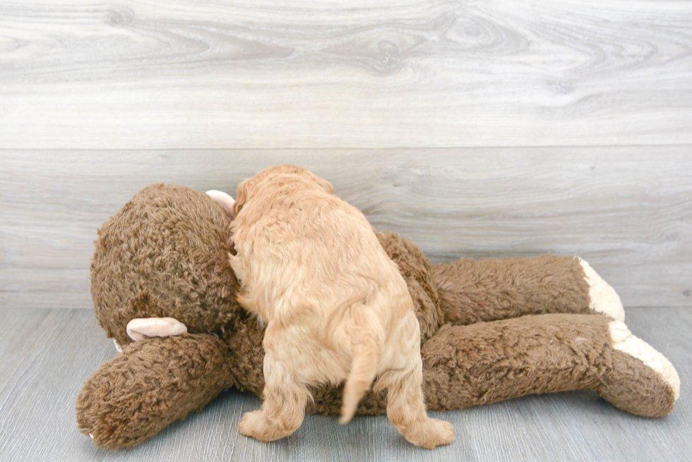 Friendly Cavapoo Baby