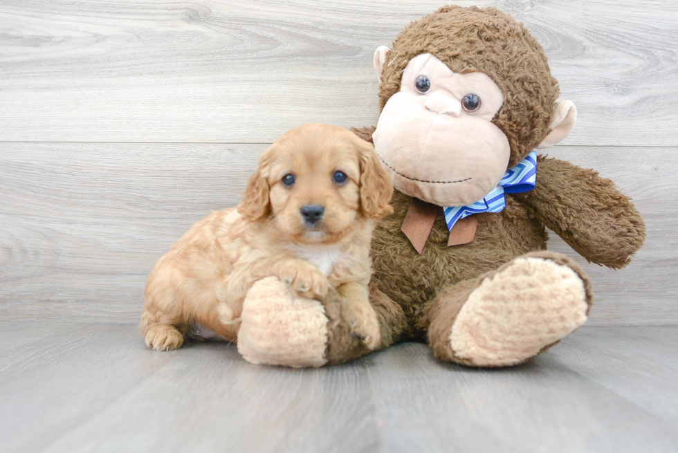 Smart Cavapoo Poodle Mix Pup