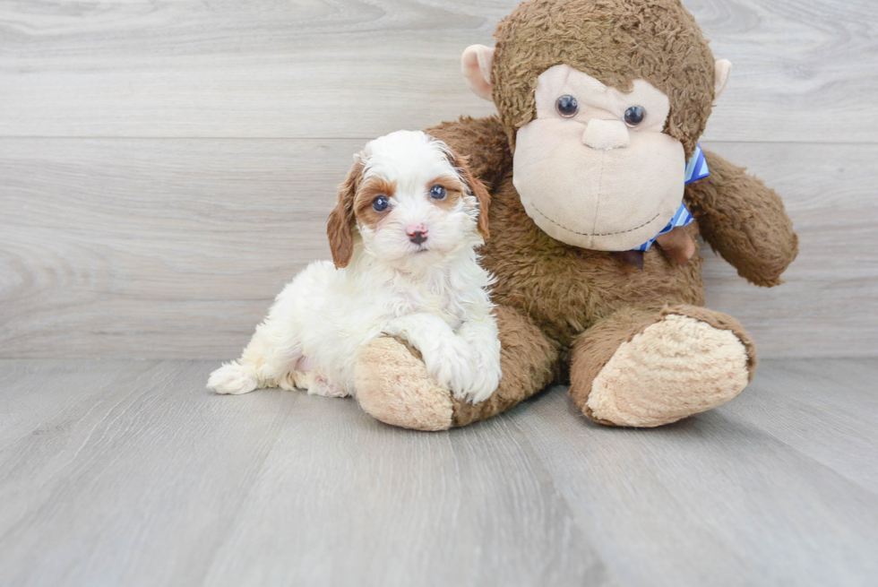 Best Cavapoo Baby