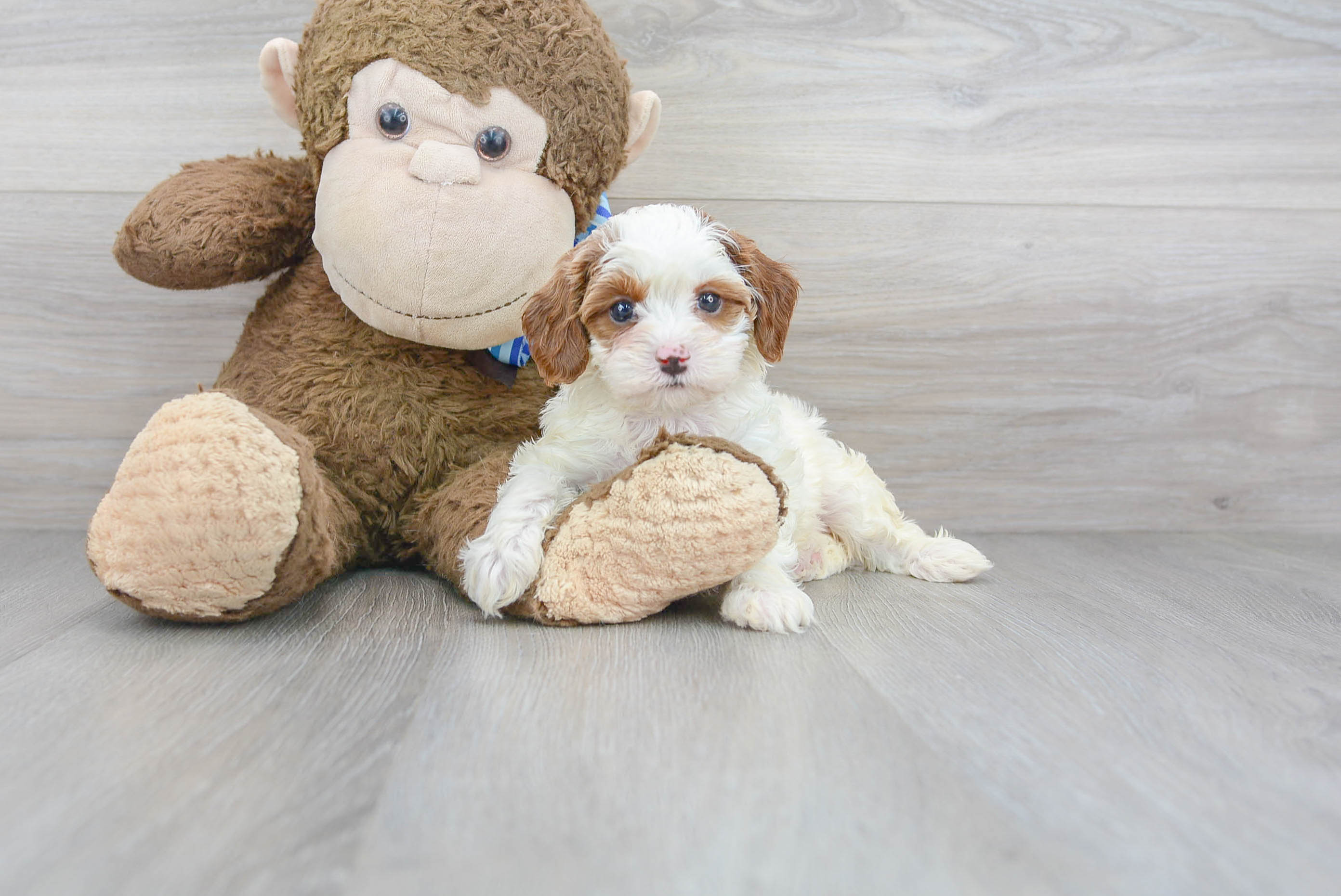 Cavapoo Puppy for Adoption