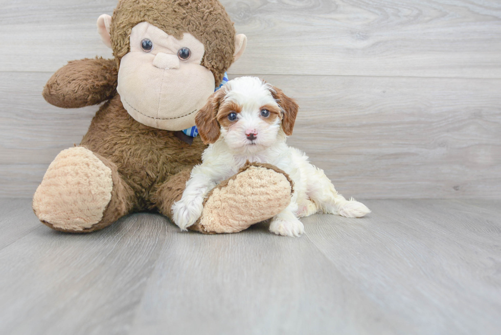 Cavapoo Puppy for Adoption