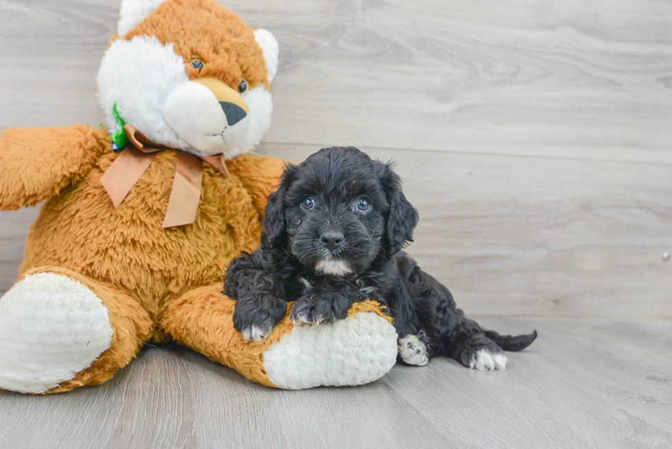 Popular Cavapoo Poodle Mix Pup