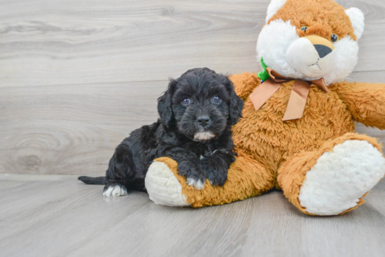 Energetic Cavoodle Poodle Mix Puppy