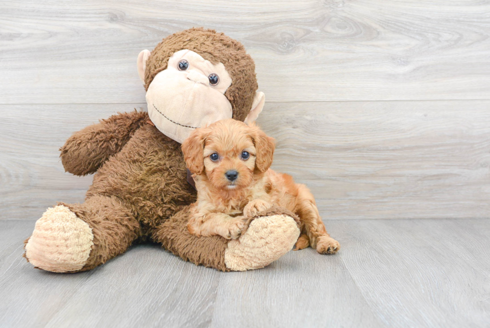 Best Cavapoo Baby