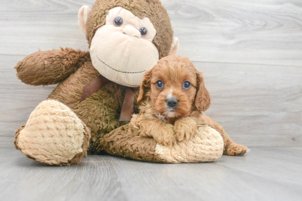 Best Cavapoo Baby