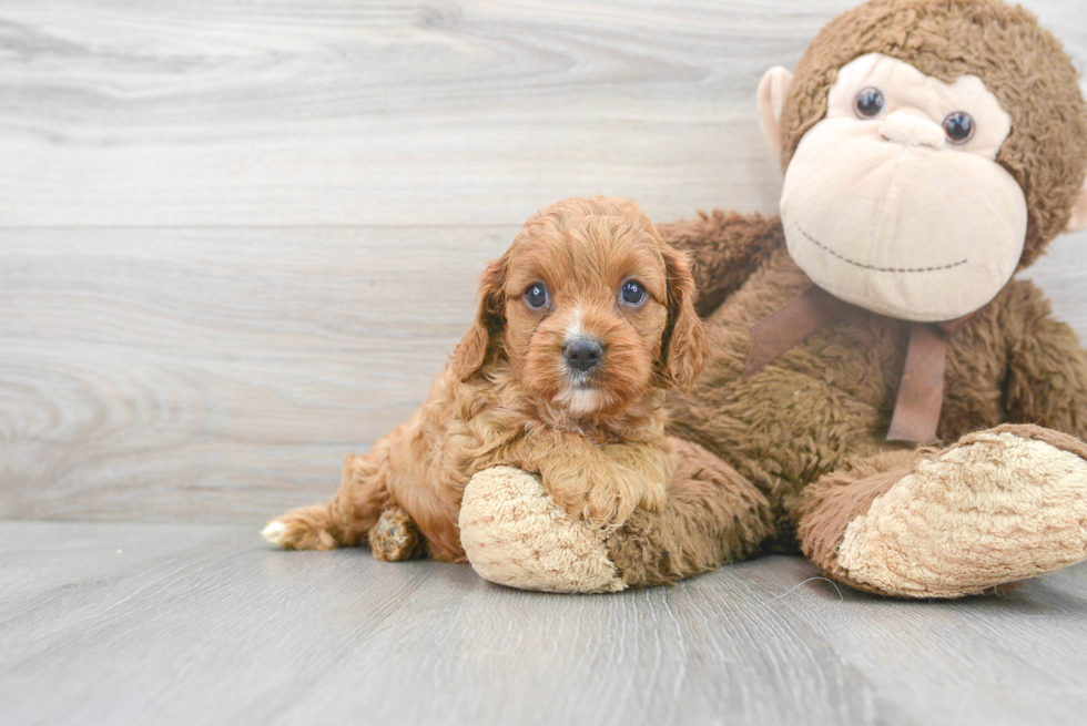 Little Cavoodle Poodle Mix Puppy