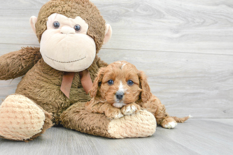 Cavapoo Puppy for Adoption